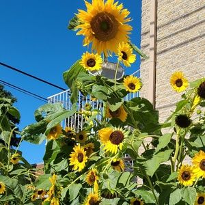 Meet your Posher, Ann